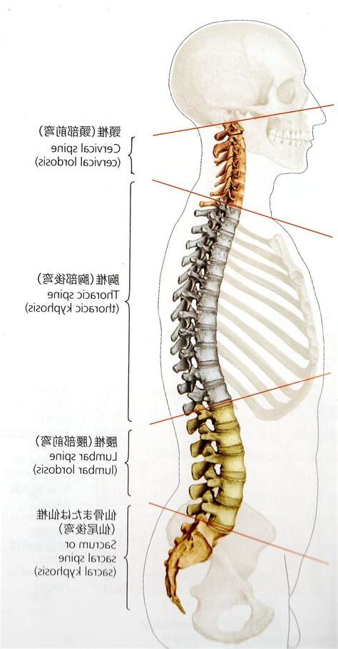 腰椎 英語